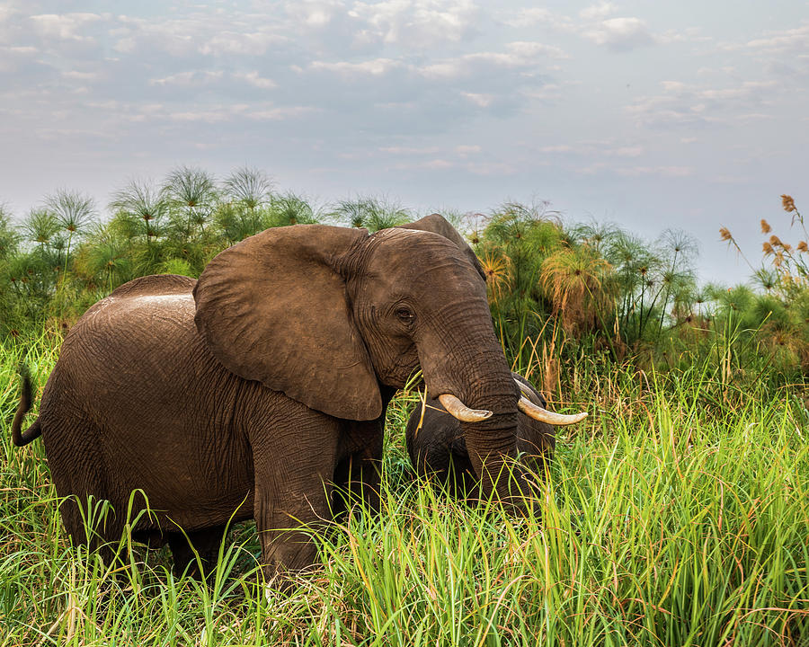 Elephant In The Tall Grass Photograph by Paula Fink - Fine Art America