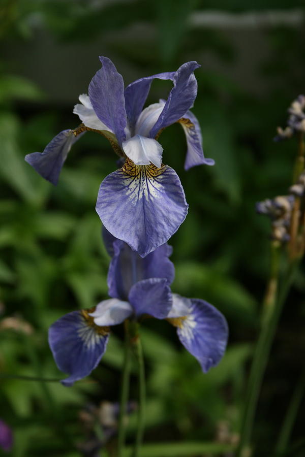 Flowers Photograph - Elevated Iris by Alan Rutherford