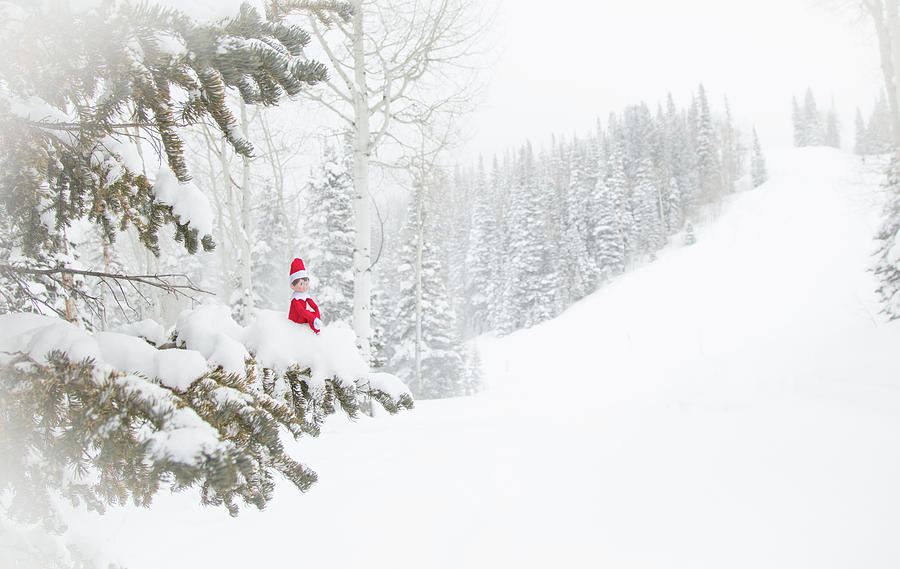 Elf on the Pine Photograph by Sean Allen