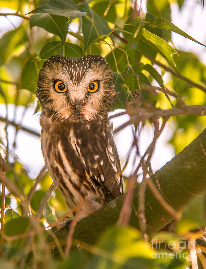 Elf Owl Photograph by Robert Bales