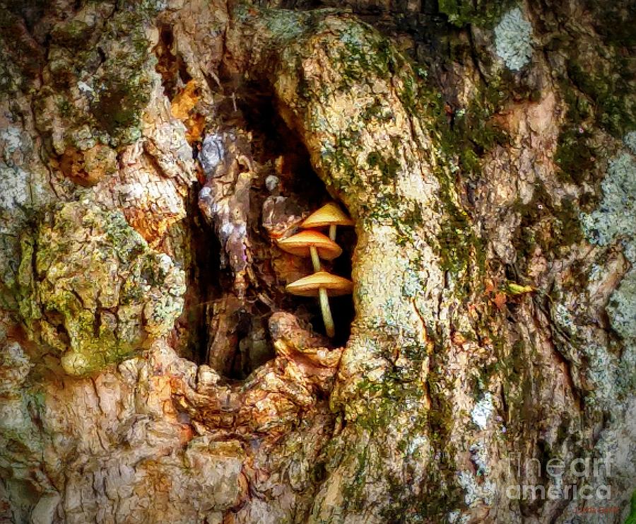 Mushroom Photograph - Elf Patio by Linda Galok