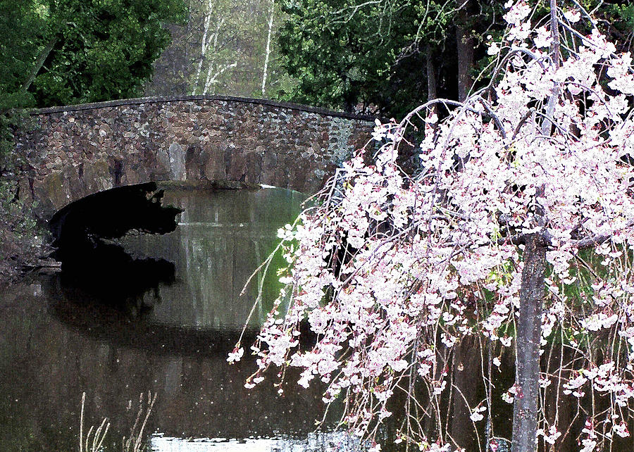 Bridge Painting - Elizabeth Bridge and Cherry Blossoms by Leonard Rosenfield