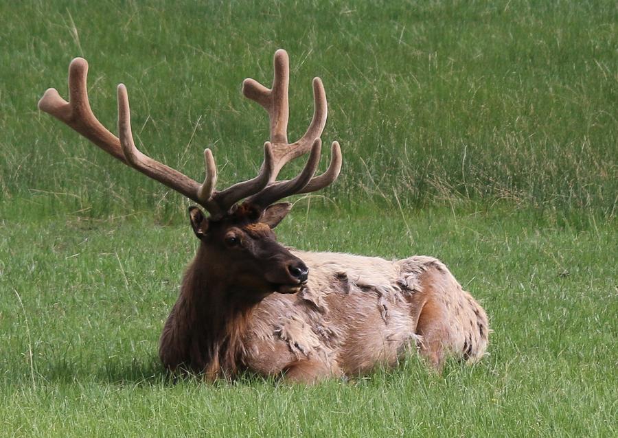 Elk 1 Photograph by Christy Pooschke