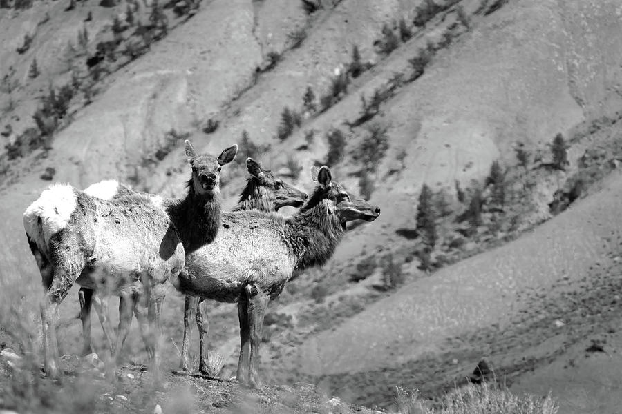 Elk 19 Photograph by JustJeffAz Photography