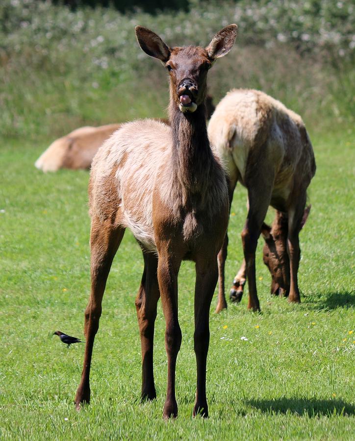 Elk 2  Photograph by Christy Pooschke