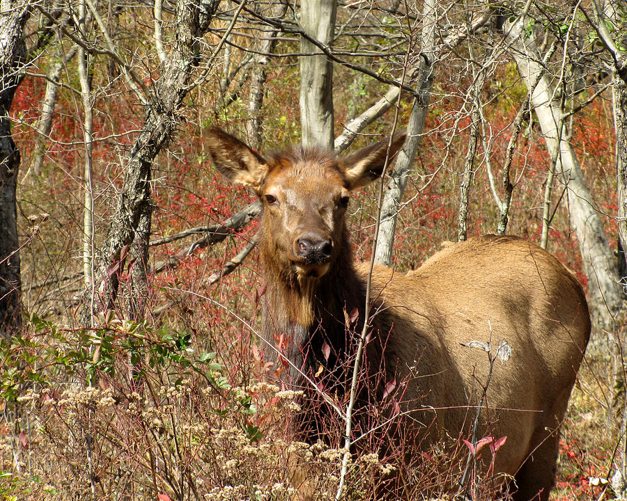 Elk 3 Photograph by George Jones