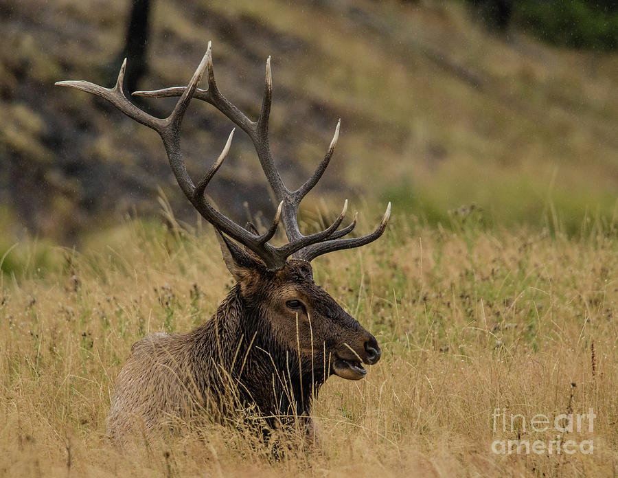 Elk Photograph - Elk  7da7633 by Stephen Parker