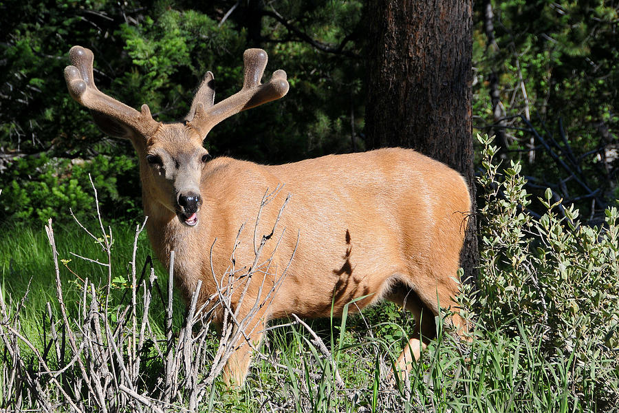 Elk Photograph by Alan Lenk