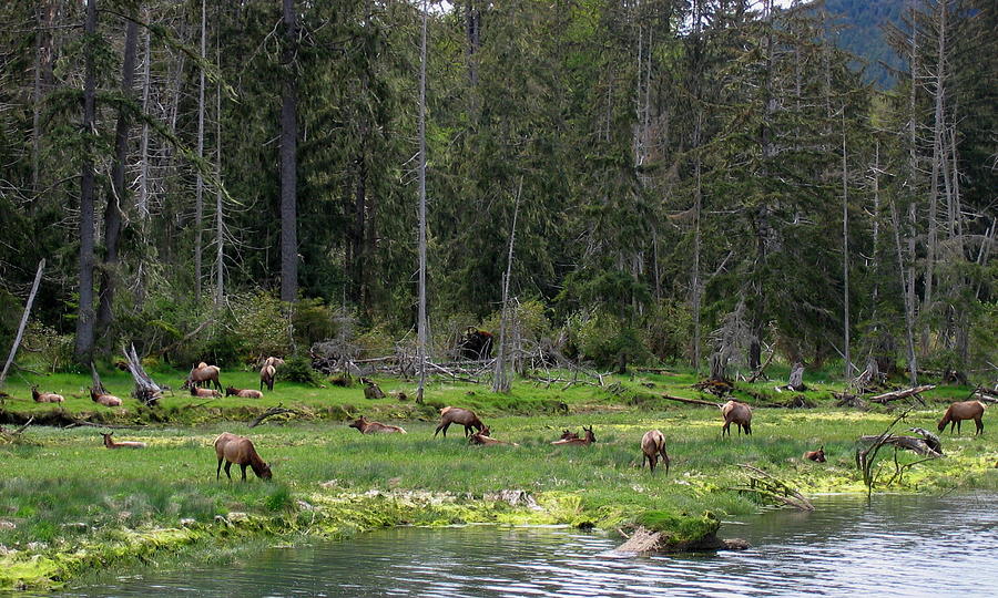 Elk Along The River Photograph by Larry Bacon