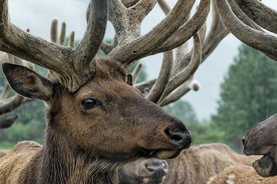 Elk and Antlers Photograph by Belinda Greb