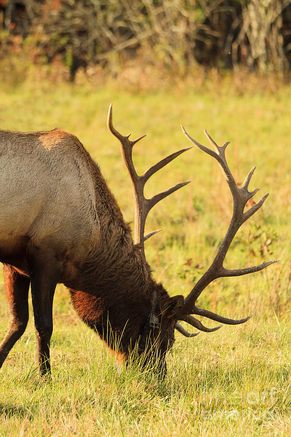 Elk Antlers Photograph by Jill Lang
