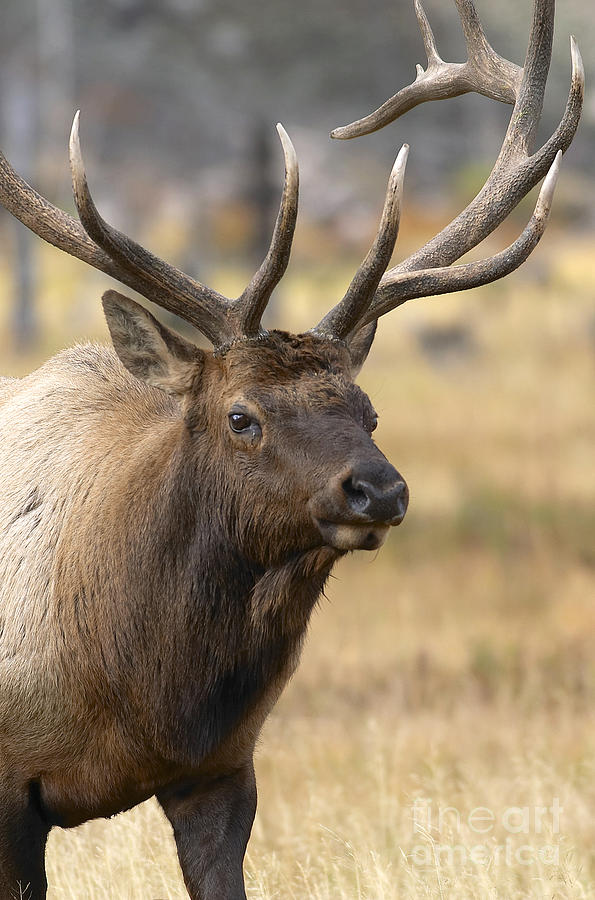 Yellowstone National Park Photograph - Elk Approach by John Blumenkamp