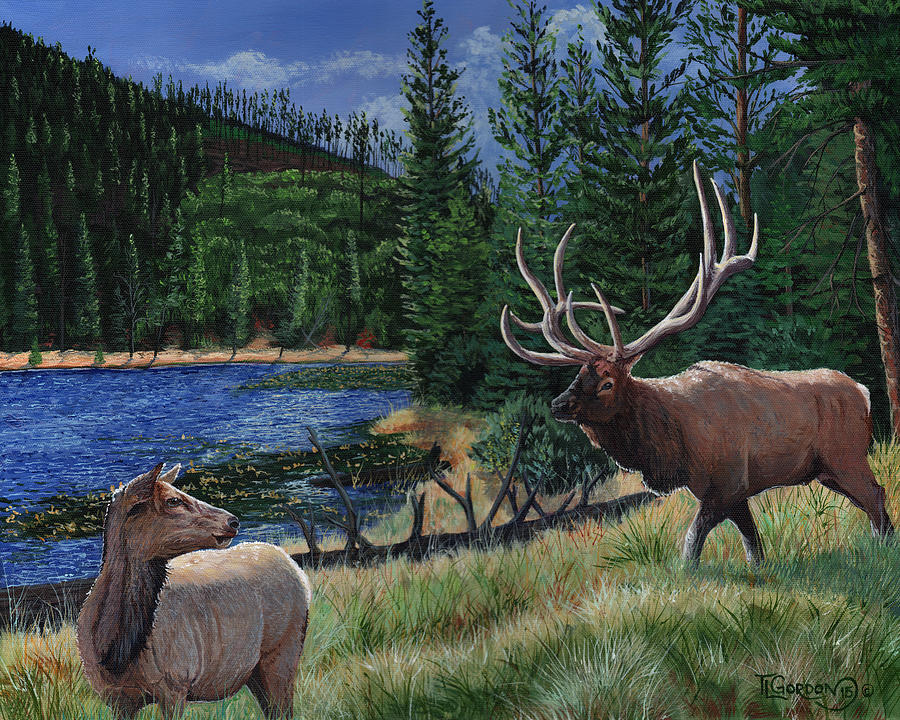 Yellowstone National Park Painting - Elk at Beaver Lake  Yellowstone by Timithy L Gordon