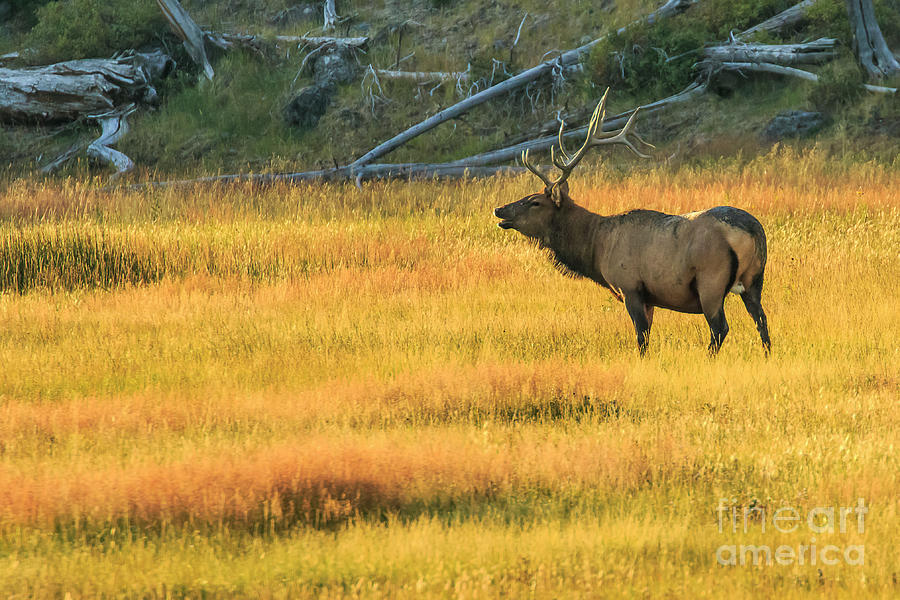 Elk at Dawn in Yellowstone Photograph by Ben Graham