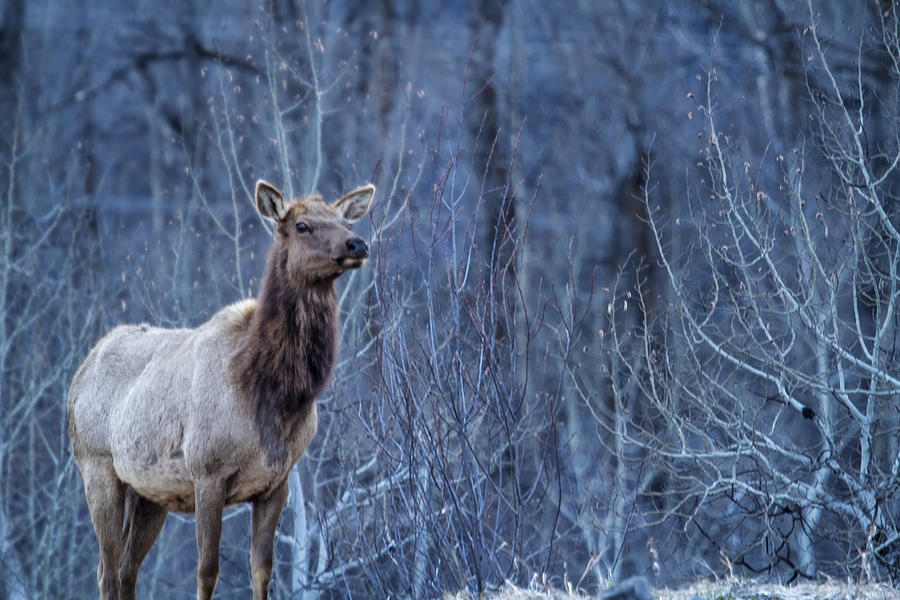 Elk at Dusk Photograph by Belinda Greb
