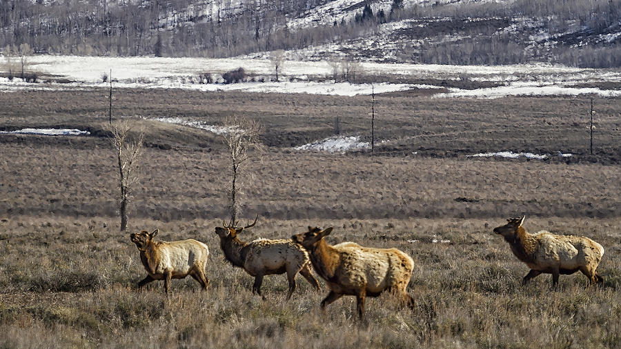 Elk at Gros Ventre No. 2 Photograph by Belinda Greb