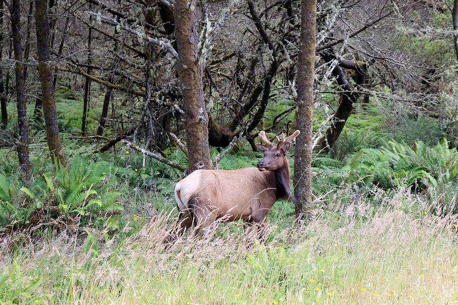 Elk at the edge of the woods  Photograph by Christy Pooschke