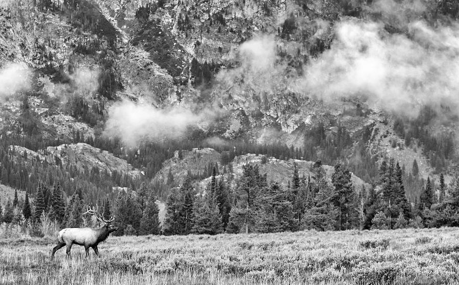 Elk at the Foot of the Tetons Photograph by Max Waugh