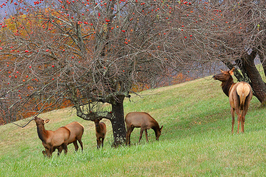 Elk at the Orchard Photograph by Alan Lenk