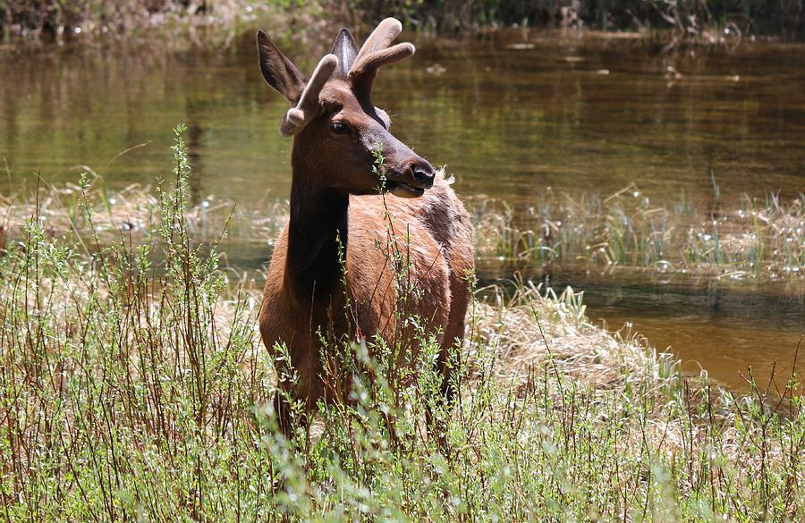 Elk at the Pond   Photograph by Christy Pooschke
