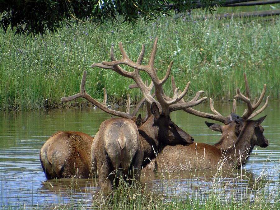 Elk At The Watering Hole Photograph By James Pell - Fine Art America