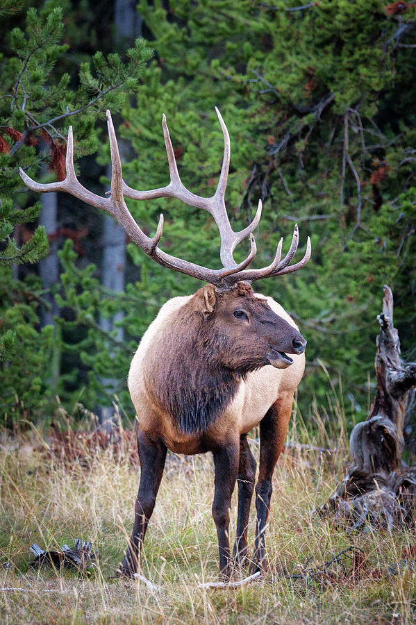 Elk at Yellowstone - 6 Photograph by Alex Mironyuk