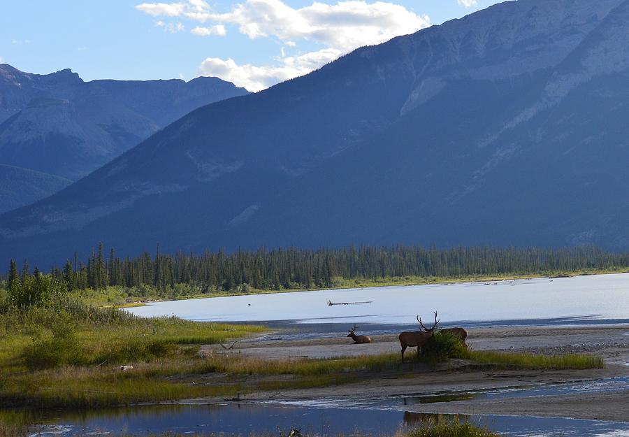 Elk beach Photograph by David Parsons - Fine Art America