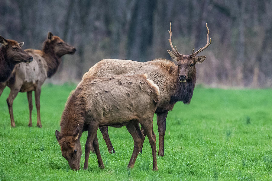 Elk Being Elk Photograph by Paul Freidlund