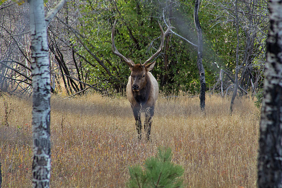 Elk Photograph by Brenda Denmark - Fine Art America