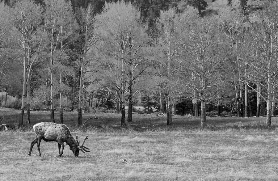 Elk Photograph by Brian Kamprath