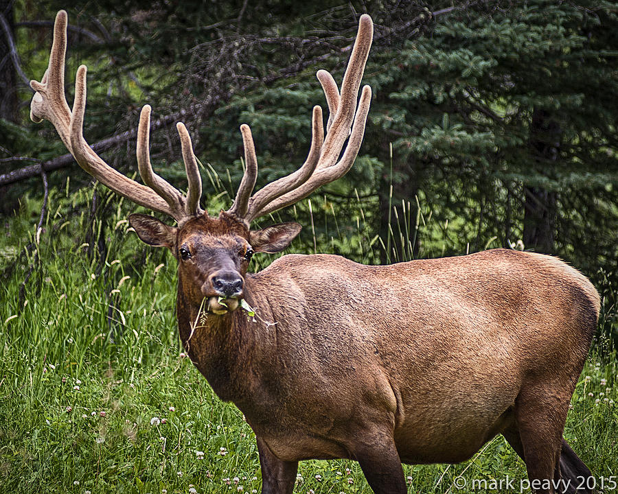 Elk Buck Photograph by Mark Peavy