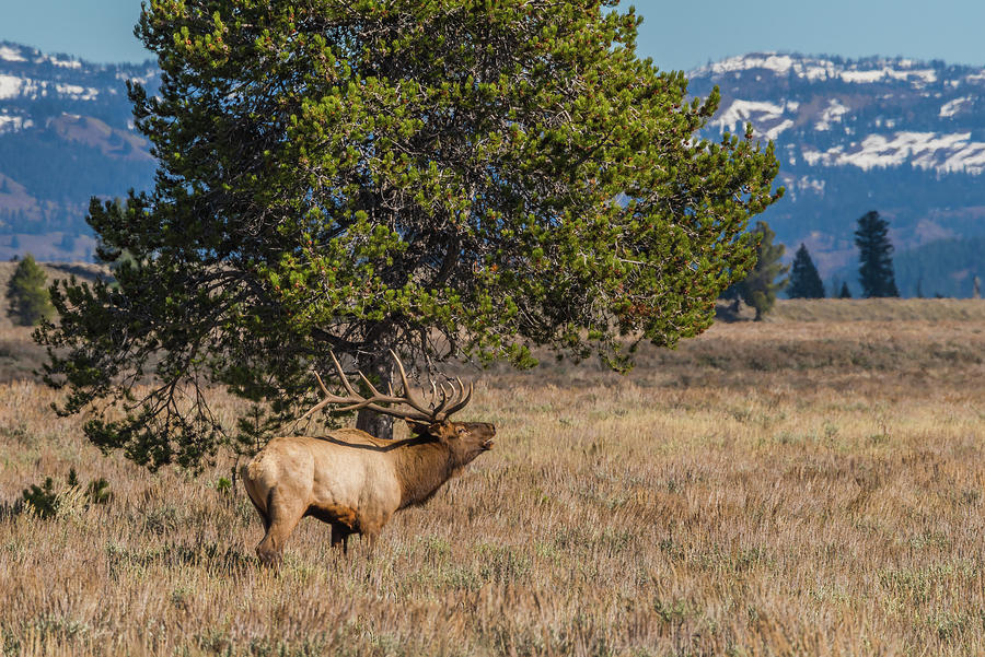 Elk Bugle In Fall Photograph by Yeates Photography