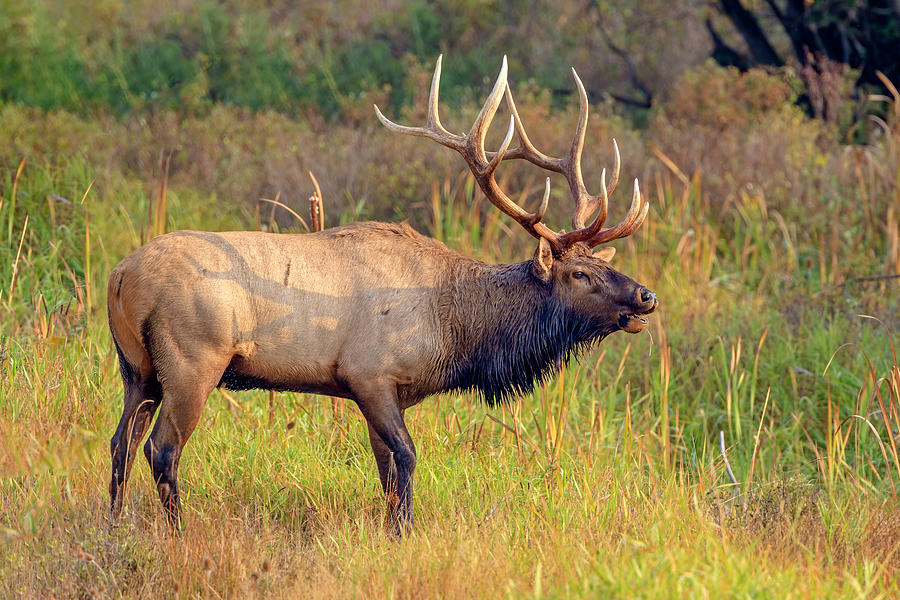 Elk Bugle Photograph by Jack Bell