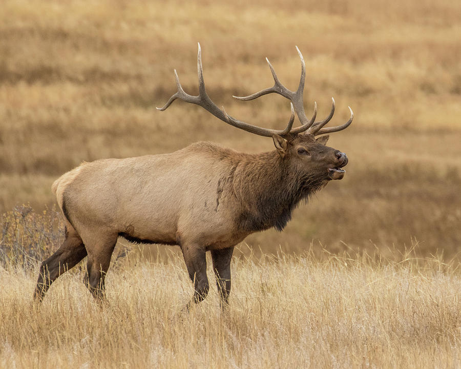 Elk Bugle Photograph by Lois Lake