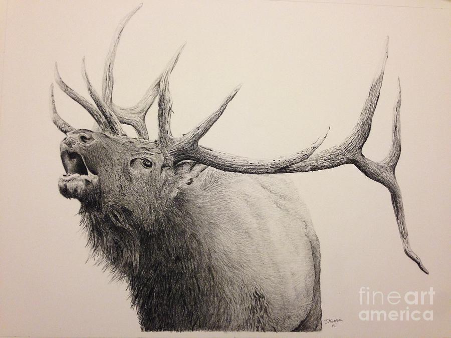 bull elk drawing