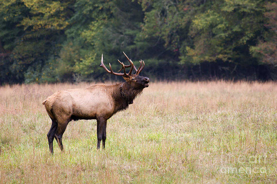 Elk Bugling Photograph by Jill Lang