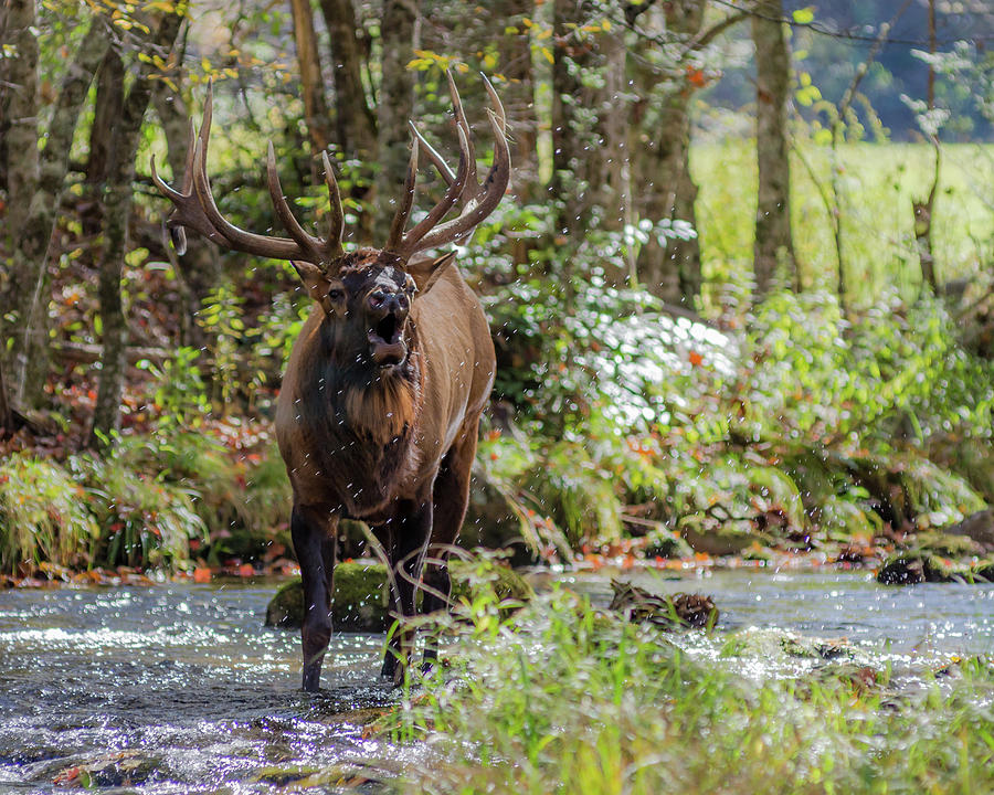 Elk Bugling While Standing in Creek Photograph by Kelly VanDellen