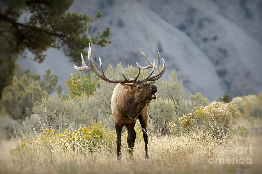Yellowstone National Park Photograph - Elk Bugling by Wildlife Fine Art