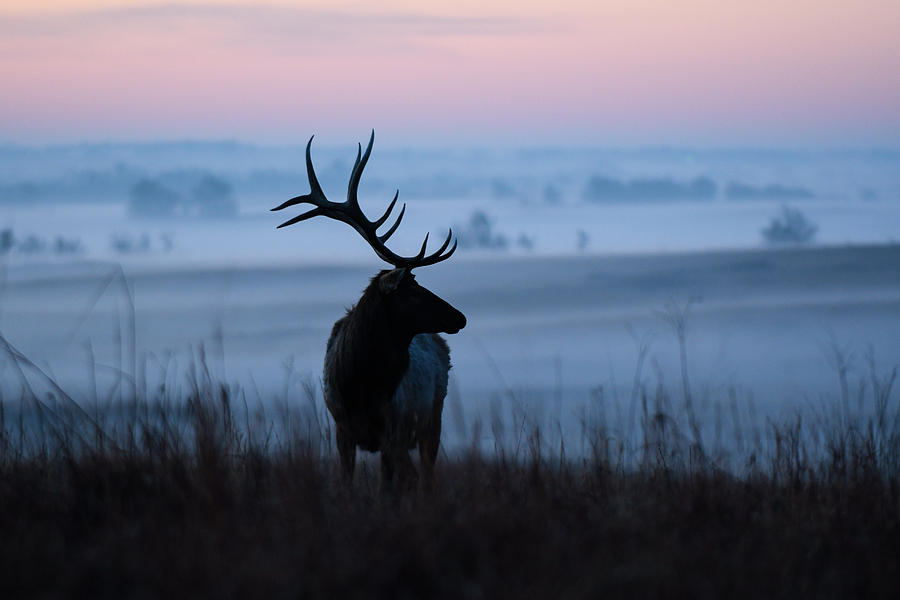 Elk Bull at Sunrise 0560 Photograph by David Drew
