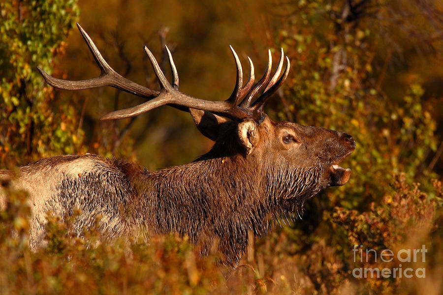 Elk Bull Bugling In Autumn Woodlands Photograph by Max Allen