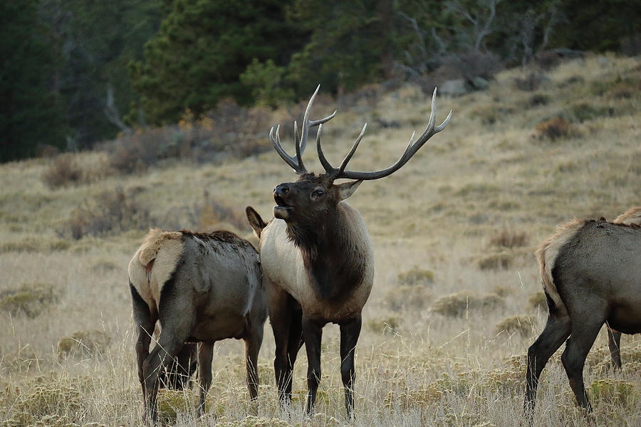 Elk Bull Photograph by David Diaz