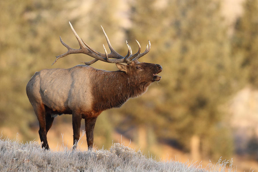 Elk Bull - Frosty Morning Photograph by Ross Swanson - Fine Art America