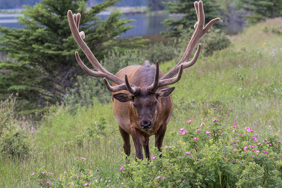 Elk Bull Head On Photograph by Tony Hake