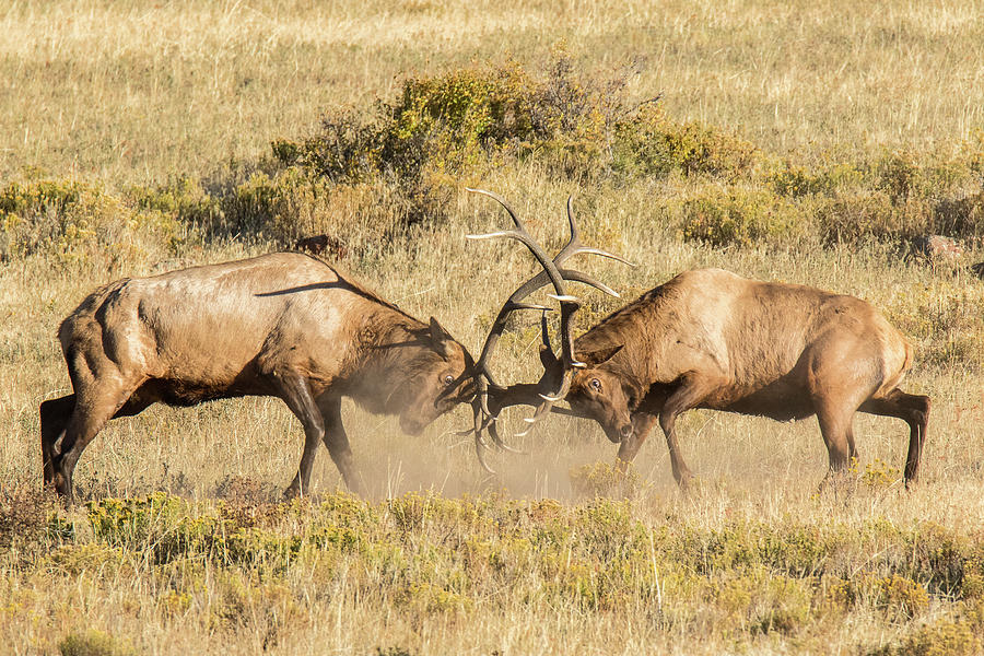 Elk Bulls Battle Photograph by Tony Hake