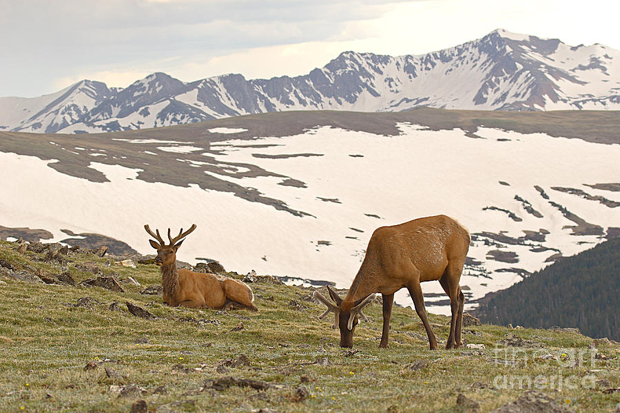 Elk Bulls In The Highlands Of Colorado Photograph by Max Allen