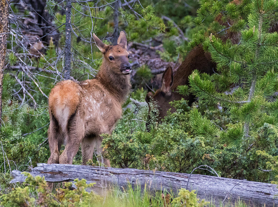 Elk Calf #5 Photograph by Mindy Musick King