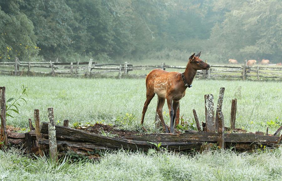 Elk Calf in the Mist in the Great Smoky Mountains National Park Photograph by Carol Montoya