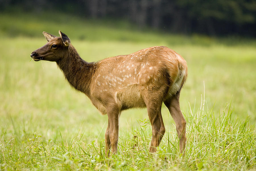 Elk Calf Photograph by Richard Steinberger