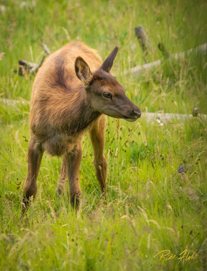 Elk Calf Photograph by Rikk Flohr