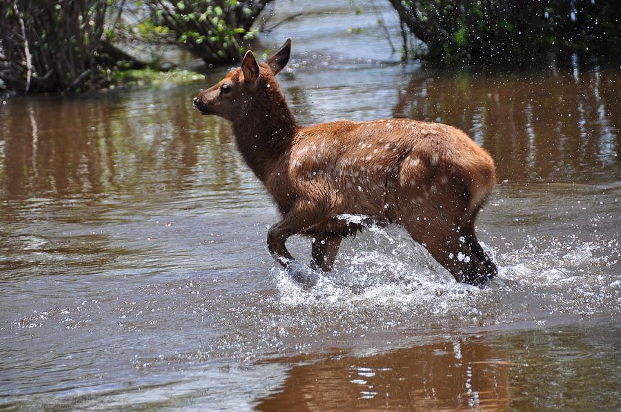 Wildlife Photograph - Elk Calf Splashing by Csilla Florida